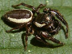 Bronze Jumper